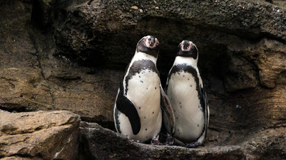 Penguins in cave